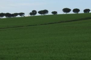 2007 Olgiata 02